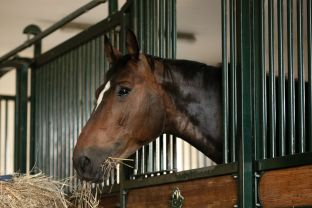 Equine Rehoming - 5